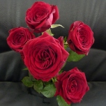 Red Rubicon Roses Branchues rouges d'Equateur Ethiflora